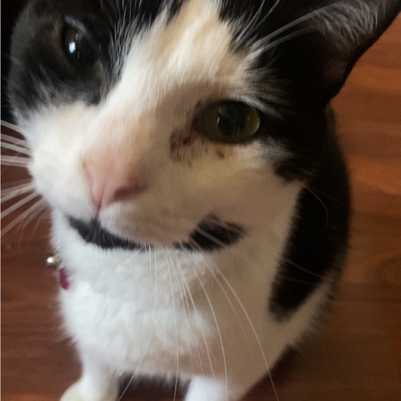 Meet your Posher, Sunny ☀️ - Picture 9 of 17